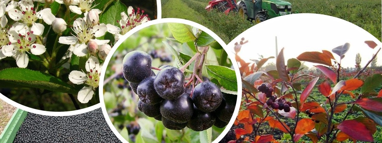 Aronia Plantage Halle titleImage Aronia Plantage Halle titleImage