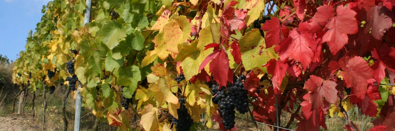 Weingut Hoffmann titleImage Weingut Hoffmann titleImage