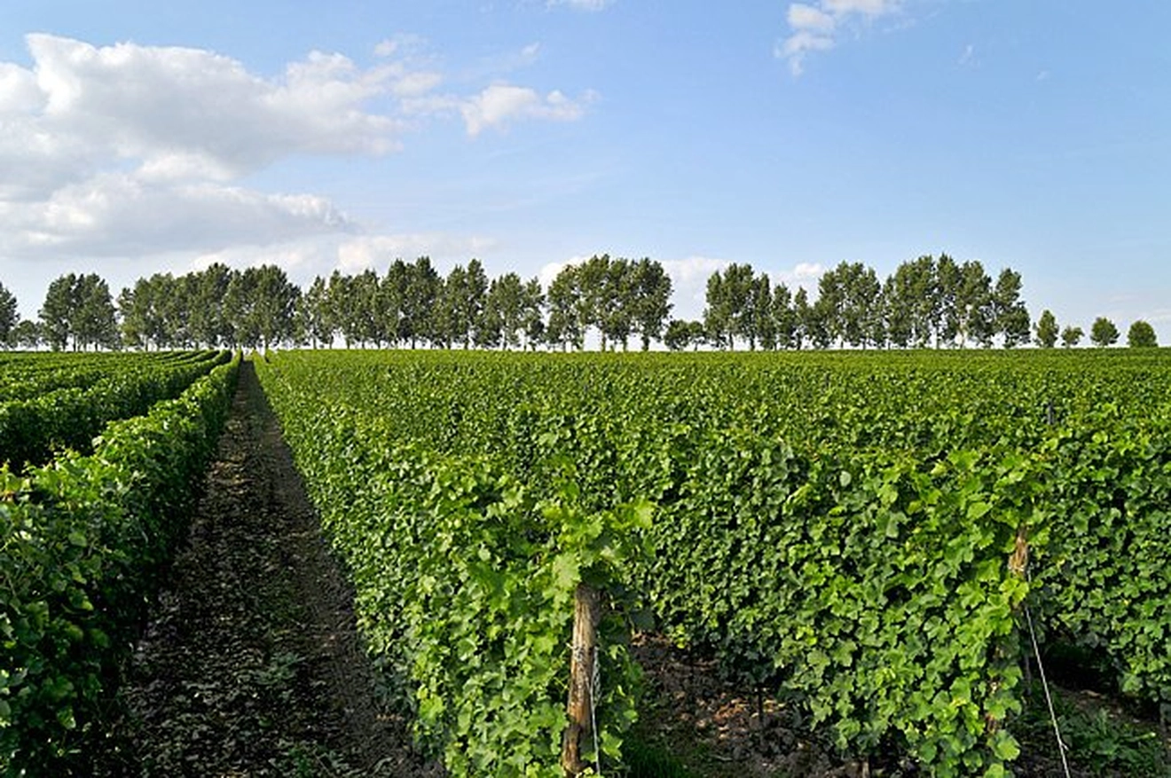 Weingut Thürkind titleImage Weingut Thürkind titleImage