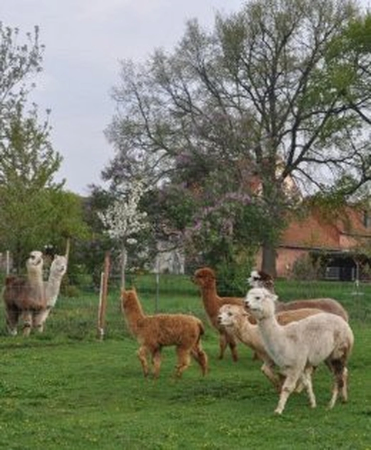 Alpacahof Zwei Eichen.jpg Alpacahof Zwei Eichen.jpg