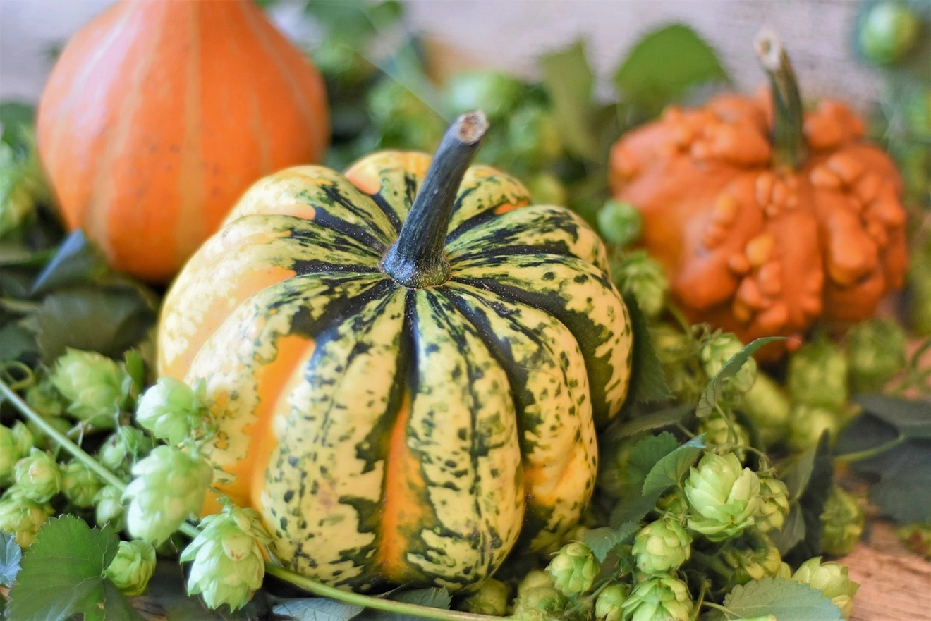 pumpkins-4449678_1280.jpg pumpkins-4449678_1280.jpg