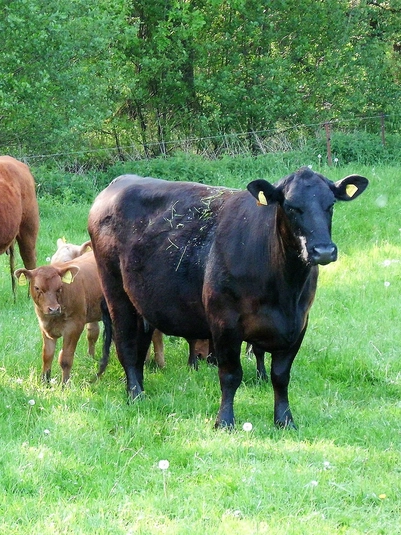 Ökohof Grüner Bulle