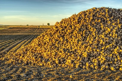 Zuckerrübe – Ein wertvoller Rohstoff Zuckerrübe – Ein wertvoller Rohstoff