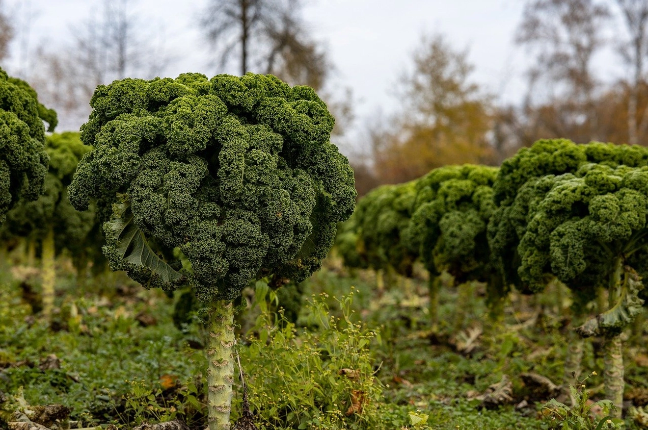 kale-7624864_1280.jpg kale-7624864_1280.jpg