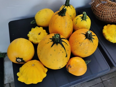 Zucchini - Alles rund um's Sommergemüse! Zucchini - Alles rund um's Sommergemüse!