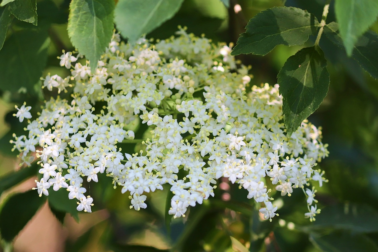 elder-g1ea53f085_1280.jpg elder-g1ea53f085_1280.jpg