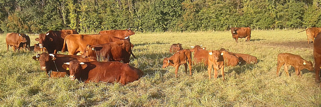 Landwirtschaftsbetrieb Zschoche titleImage Landwirtschaftsbetrieb Zschoche titleImage