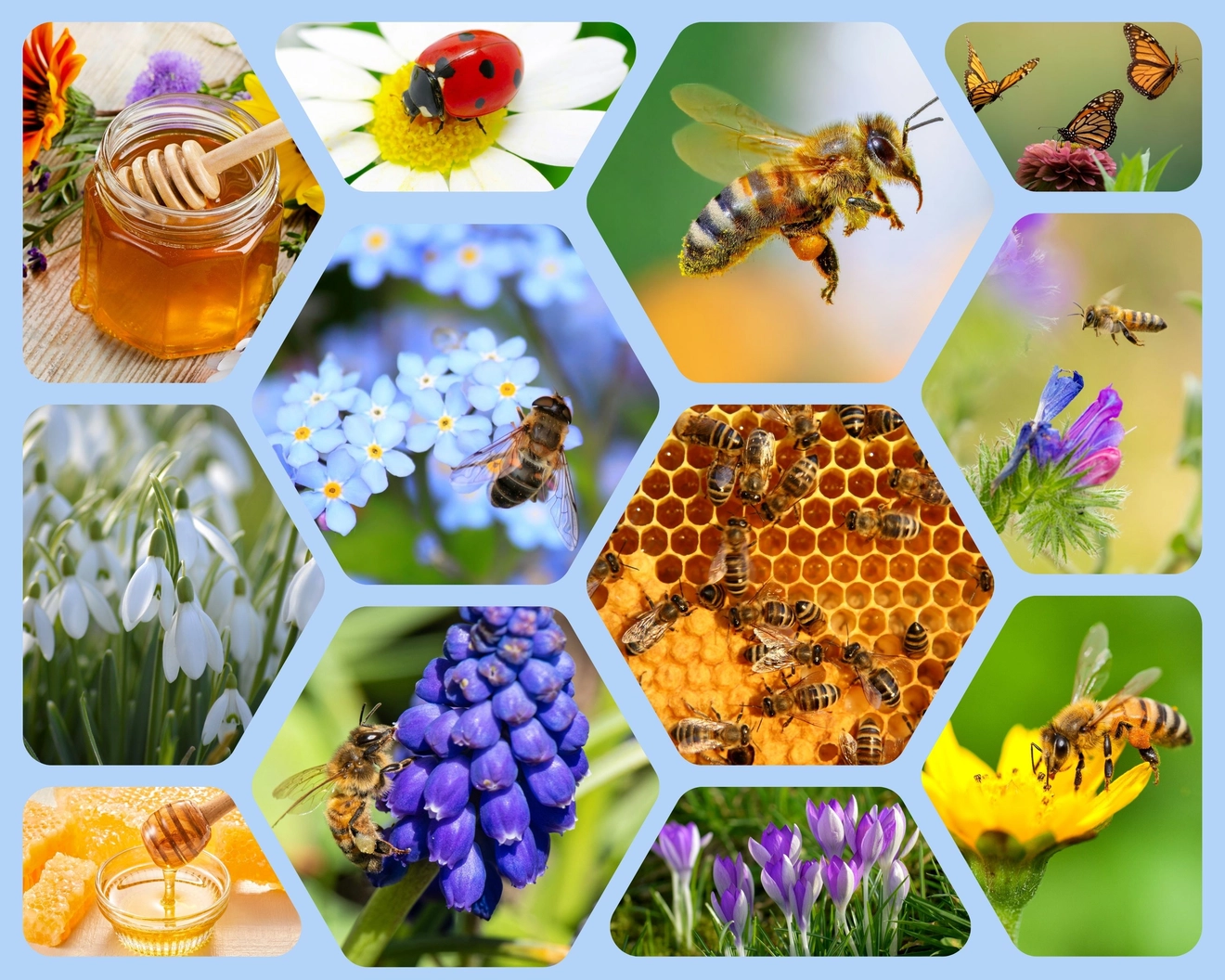 Frühling Bienen Bild neu.jpg