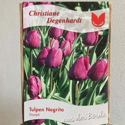 Tulpe "Negrita"