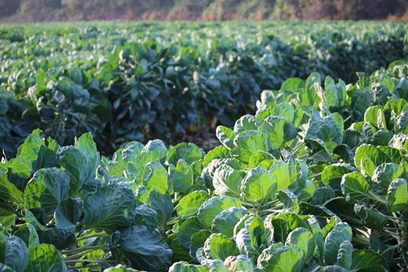 Durch die Winterzeit mit Kraut und Rüben Durch die Winterzeit mit Kraut und Rüben