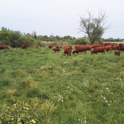 Landwirtschaftsbetrieb Zschoche