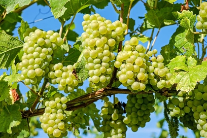 Wein aus Sachsen-Anhalt Wein aus Sachsen-Anhalt