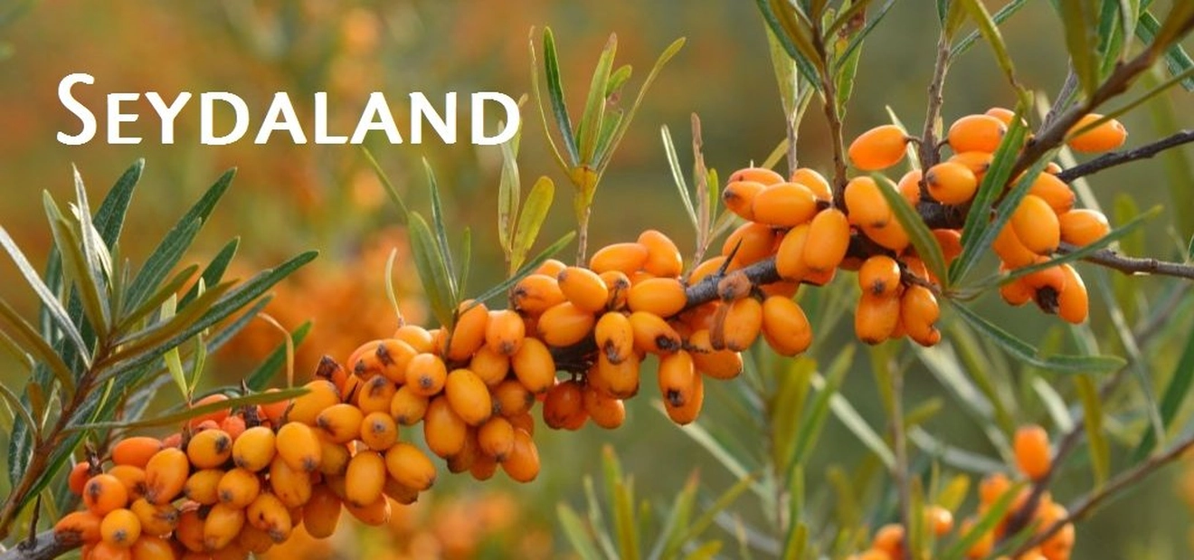 Seydaland titleImage Seydaland titleImage